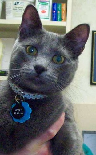 9 mo old neutered male gray