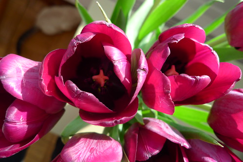 tulips #4