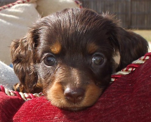 miniature long haired dachshund puppies for sale. Long coat haired miniature