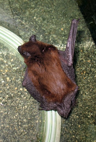 Big Brown Bat, Eptesicus fuscus