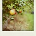 fruitful fall. by Ashley S. Goodwin
