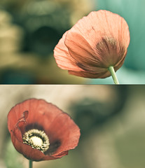 a second later, the poppy winked out of existe...