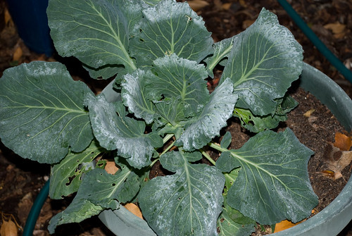 Frosty Cabbage
