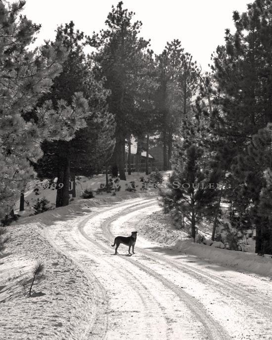 A dog waits patiently for a walk on a snow covered mountain road.
