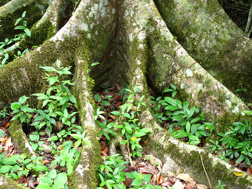 Jungle Roots in Guatemala