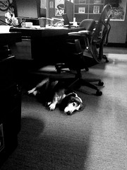 Bacon can’t take the raw excitement of the Slide office