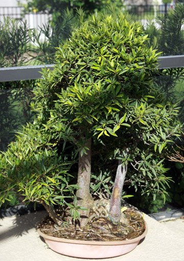 Raw clump pre-bonsai