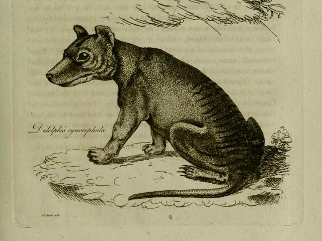 Original illustration of the thylacine