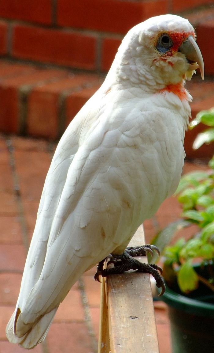 long billed corella cockatoo