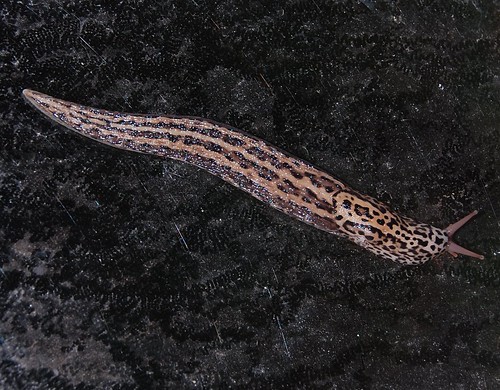 leopard slug