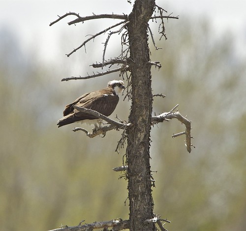 Osprey GTNP by Mark/MPEG (Midwest Photography Enthusiasts Group)