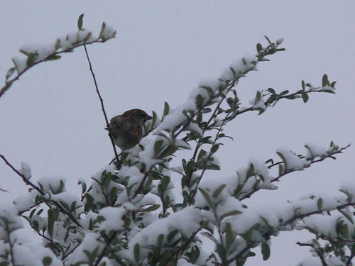 Sparrow  in the snow