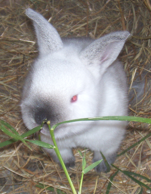 baby bunny eating grass