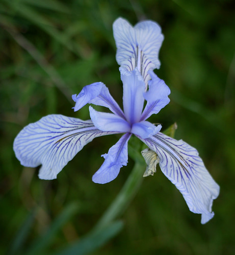 coast iris - iris longipetala