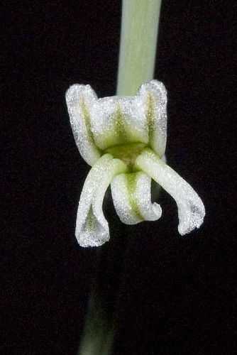 Haworthia limifolia flower closeup