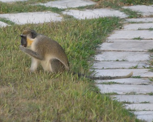African Green Monkey from Barbados