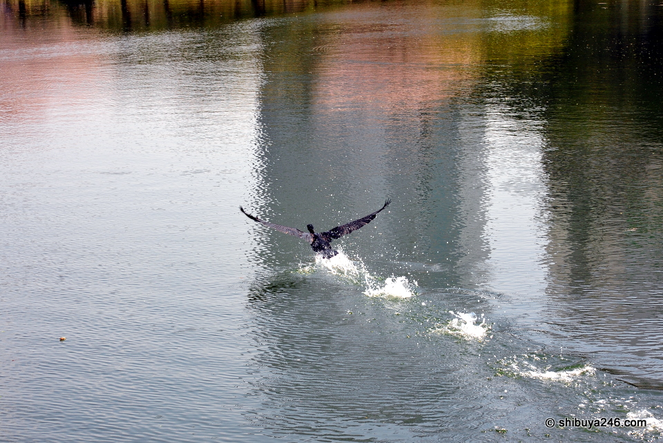 A bird takes flight from the main pond at Hamarikyu gardens.