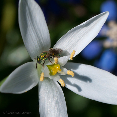 Tiny Sweat Bee in Star of Bethlehem flower... Spring 2011