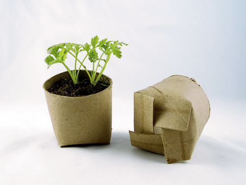Seedling in a toilet paper roll repurposed as a mini planting pot