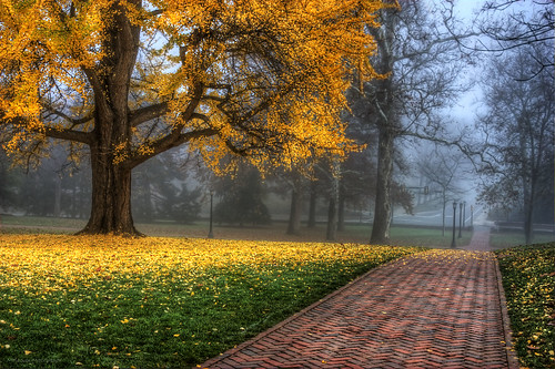 yellow tree picture in HDR