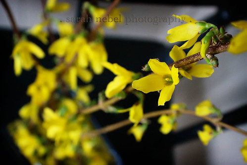 . yellow flowers .