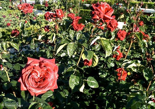 (347) Rosa terracota