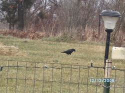Raven(s): front yard