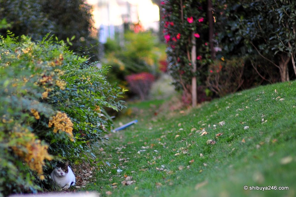 Another cat hides down in the bushes.