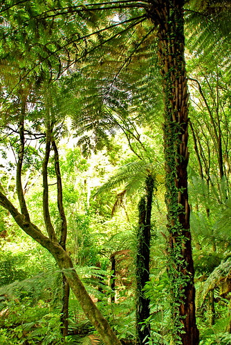 Rainforest, New Zealand