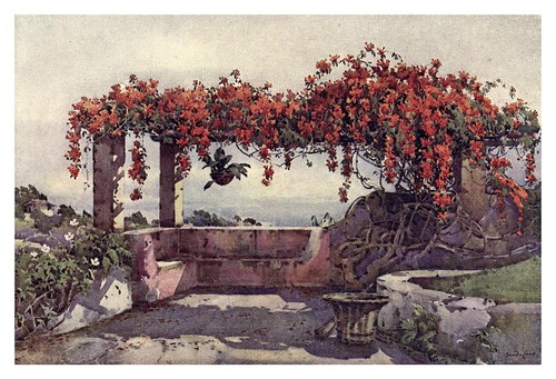 019-Enredadera de Bignonia Venusta en Madeira-The flowers and gardens of Madeira - Du Cane Florence 1909