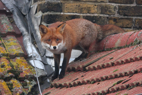 Fox on roof #1