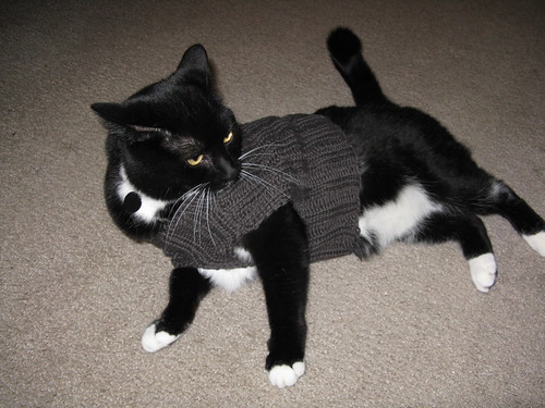Infamous Cat Sweater