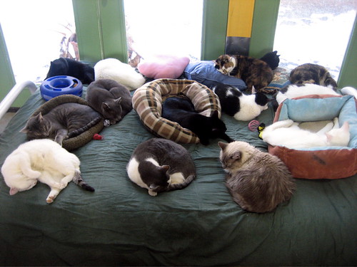 cute rescued cats sleeping 