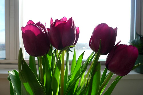 tulips #1
