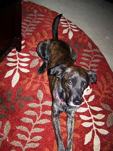 100412 Rio (on new rug)