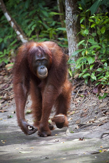 Orangutan. Tanjung Puting National Park, Central Kalimantan, Indonesia