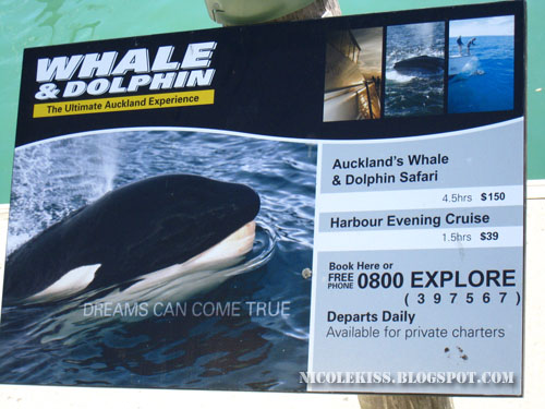whale crusing ad