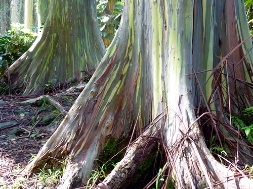 eucalyptus trees