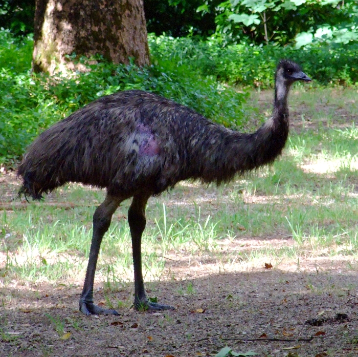 injured emu