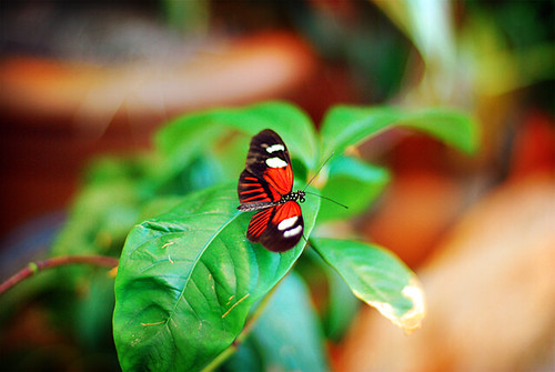 Butterfly_3