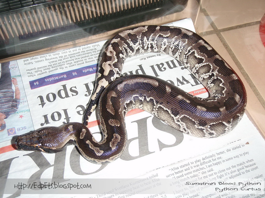 2010-02-15 03 Sumatran Blood Python (Curtus)