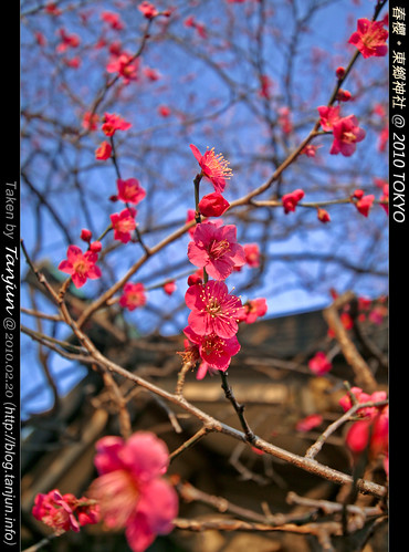 春櫻。東鄉神社 @ 2010 TOKYO