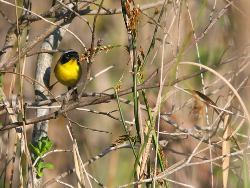 Common Yellowthroat 20100325