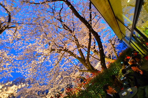 Dining under the cherry blossom tree 2