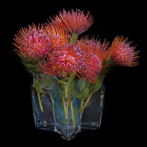 Leucospermum in Glass Vase