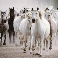 horses-gallop copy