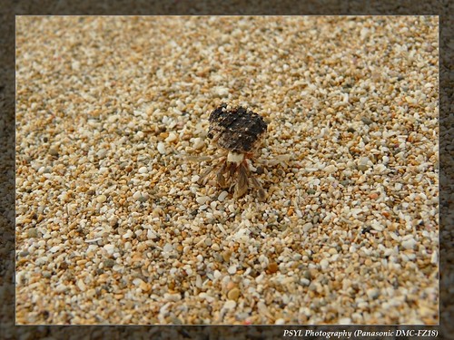 Wrinkled Hermit Crab (Coenobita rugosus) - 皺紋寄居蟹