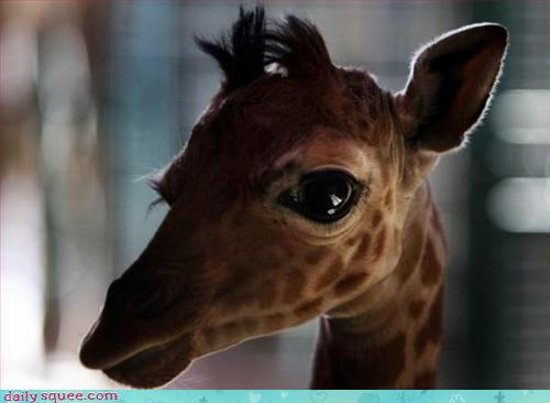 A baby giraffe, half back-lit, looks at the camera with dark, liquid eyes