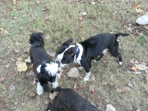 Shi-Szu and Boston Terrier at Dog Park