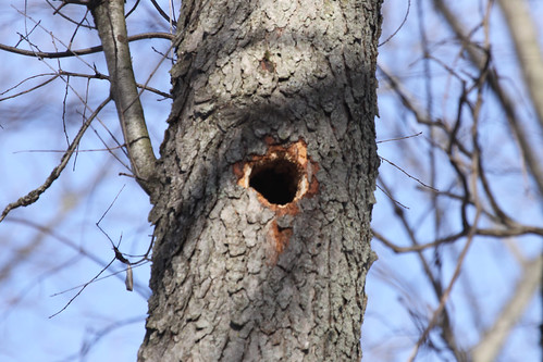 Pileated Woodpecker Hole